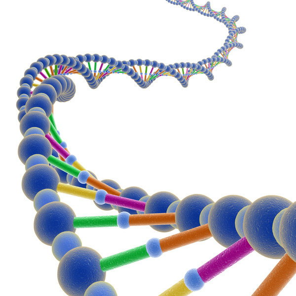 DNA Double Helix