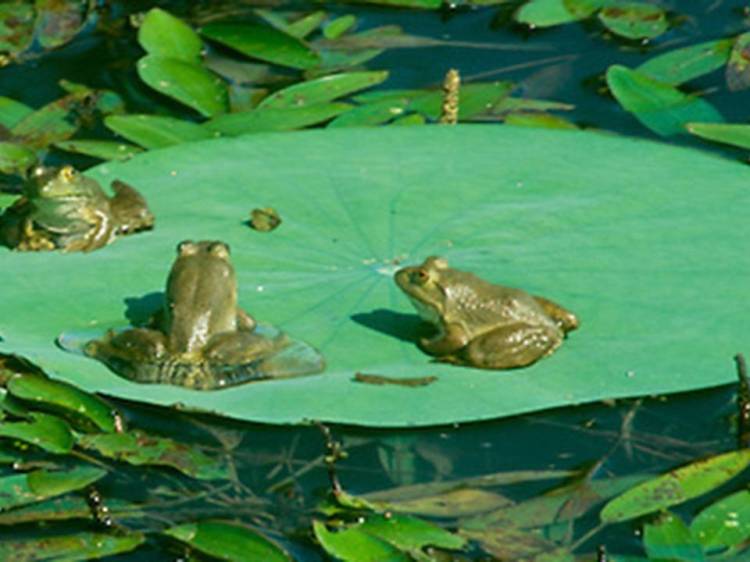 Frogs on a lily pad