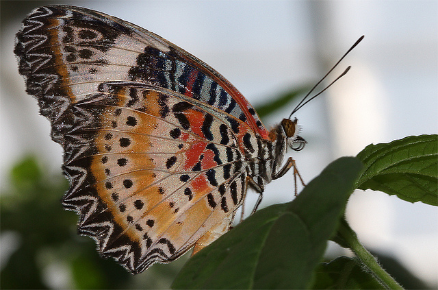 Photo Credit: Yousif Abdelrazaq via Flickr cc