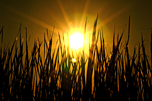 Photo Credit: Lee Cullivan via Flickr cc