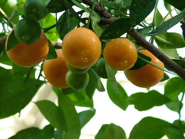 Photo Credit: Mookitty via Flickr cc