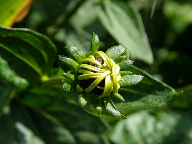 Photo Credit: Manu via Flickr cc